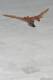 Revoltech Gyaos - Gamera: Guardian of the Universe