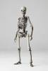 Revoltech Squellette - Jason and the Argonauts  