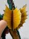 Revoltech Gigan - Gojira vs. Gigan 
